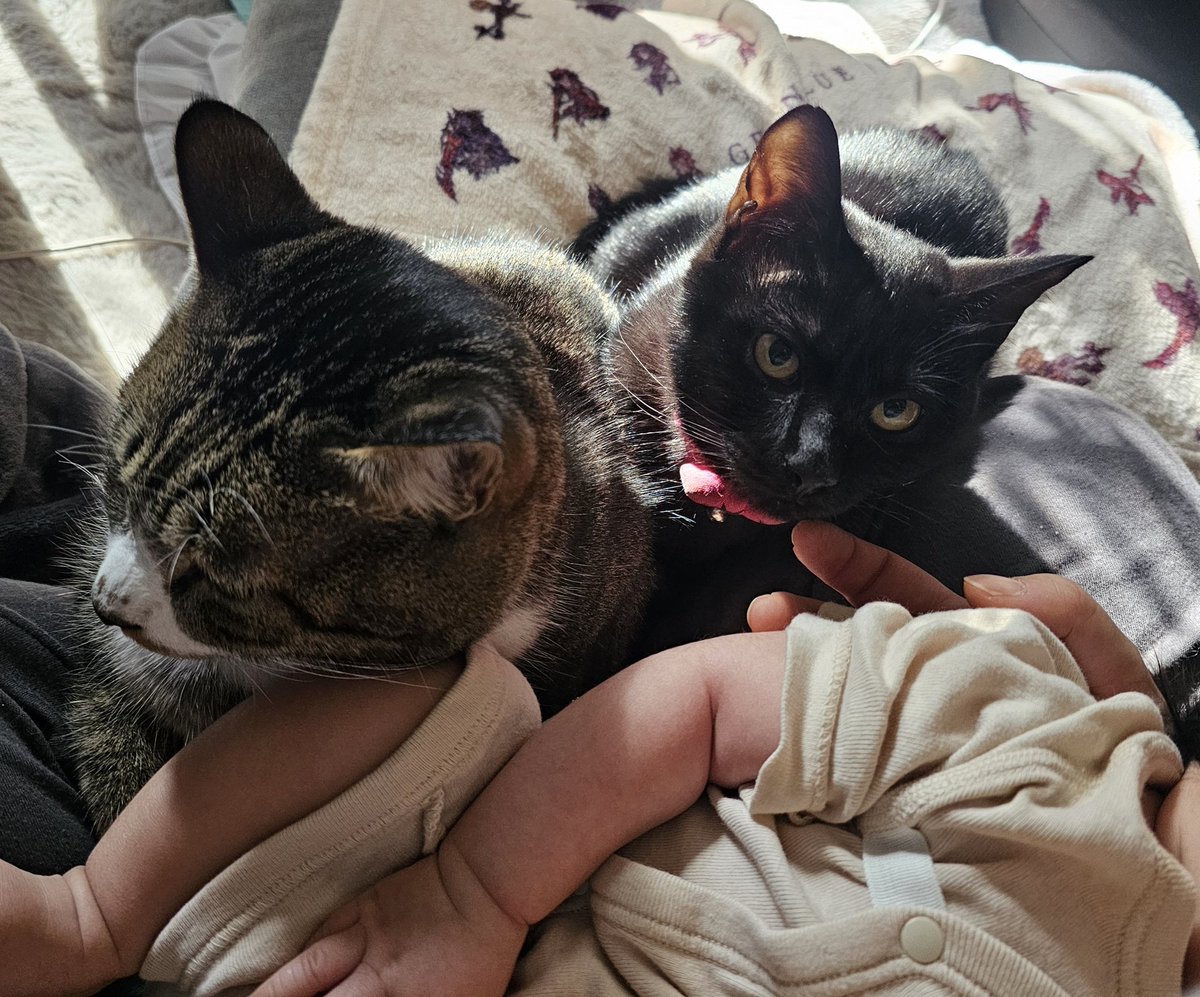 臆病猫 リバティガウチョ 臆病猫様専用 リバティガウチョ 臆病猫様専用