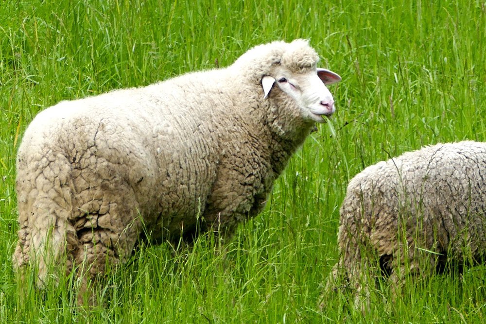 J-113 avant le prochain <a href="/Salondelagri/">Salon International de l'Agriculture</a> . Toutes les régions, toutes les productions, toutes les passions y seront représentées. Mais un seul mot d’ordre: donner de l’espoir pour que la France reste un grand pays agricole et que les paysans soient reconnus à leur juste valeur !