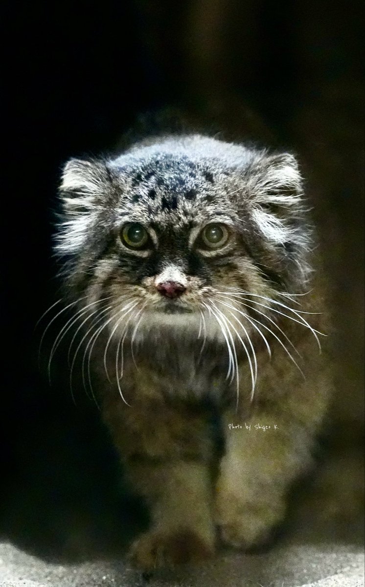 ドロー、君まで逝ってしまうのか。2025年、今年はマヌルネコと我々マヌルネコ好きにとって本当に厳しい年だ。我々はキミがいつも眠そうに上野の小獣館の狭い部屋の窓際にいたことを忘れないから。ドロー、ありがとう。

#マヌルネコ 
#UenoZooGardens 
#pallascat
#manul
#Otocolobusmanul
#манул