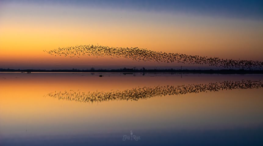 piliriuss's tweet photo. Aquestes són algunes fotografies q vaig poder fer. Simetries perfectes..Les inclouré al llibre q estic creant del #deltadelebre i el #massisdelport. Los colors de la Terra. 🌾🦩🍁🦌 @mauri_francesc @Vakapiupiuu @TomasMolinaB https://t.co/N6btRBXvF4