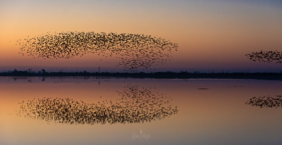 piliriuss's tweet photo. Aquestes són algunes fotografies q vaig poder fer. Simetries perfectes..Les inclouré al llibre q estic creant del #deltadelebre i el #massisdelport. Los colors de la Terra. 🌾🦩🍁🦌 @mauri_francesc @Vakapiupiuu @TomasMolinaB https://t.co/N6btRBXvF4
