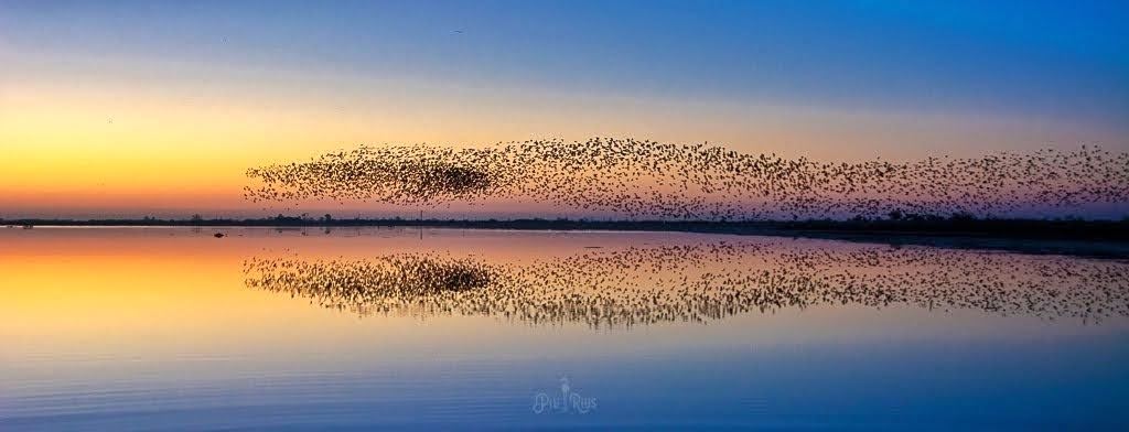 Aquestes són algunes fotografies q vaig poder fer. Simetries perfectes..Les inclouré al llibre q estic creant del #deltadelebre i el #massisdelport. Los colors de la Terra. 🌾🦩🍁🦌 <a href="/mauri_francesc/">Francesc Mauri</a> <a href="/Vakapiupiuu/">Nieldelamar</a> <a href="/TomasMolinaB/">Tomàs Molina</a>