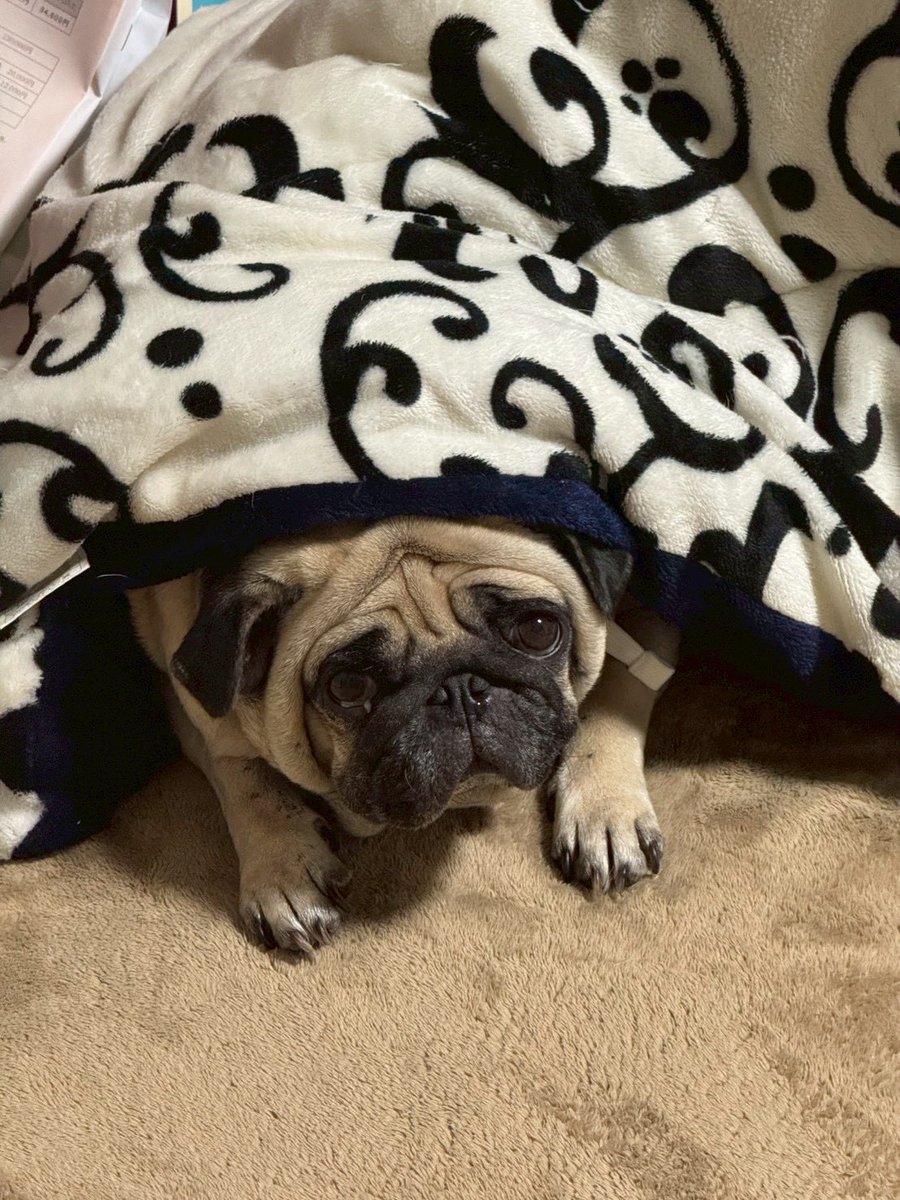 うめちゃん日記 (@Umechanpag) / Posts / X