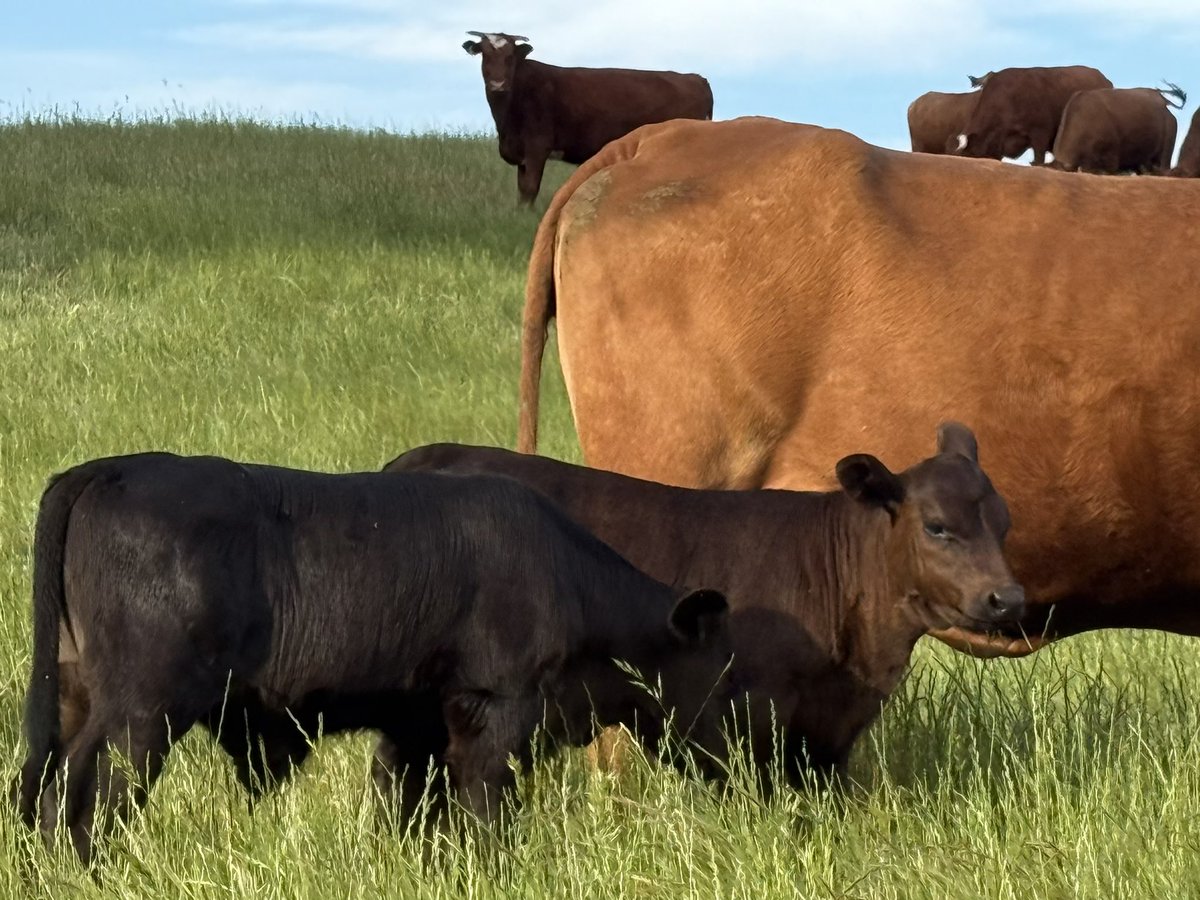 Andrew Freshwater tweet media