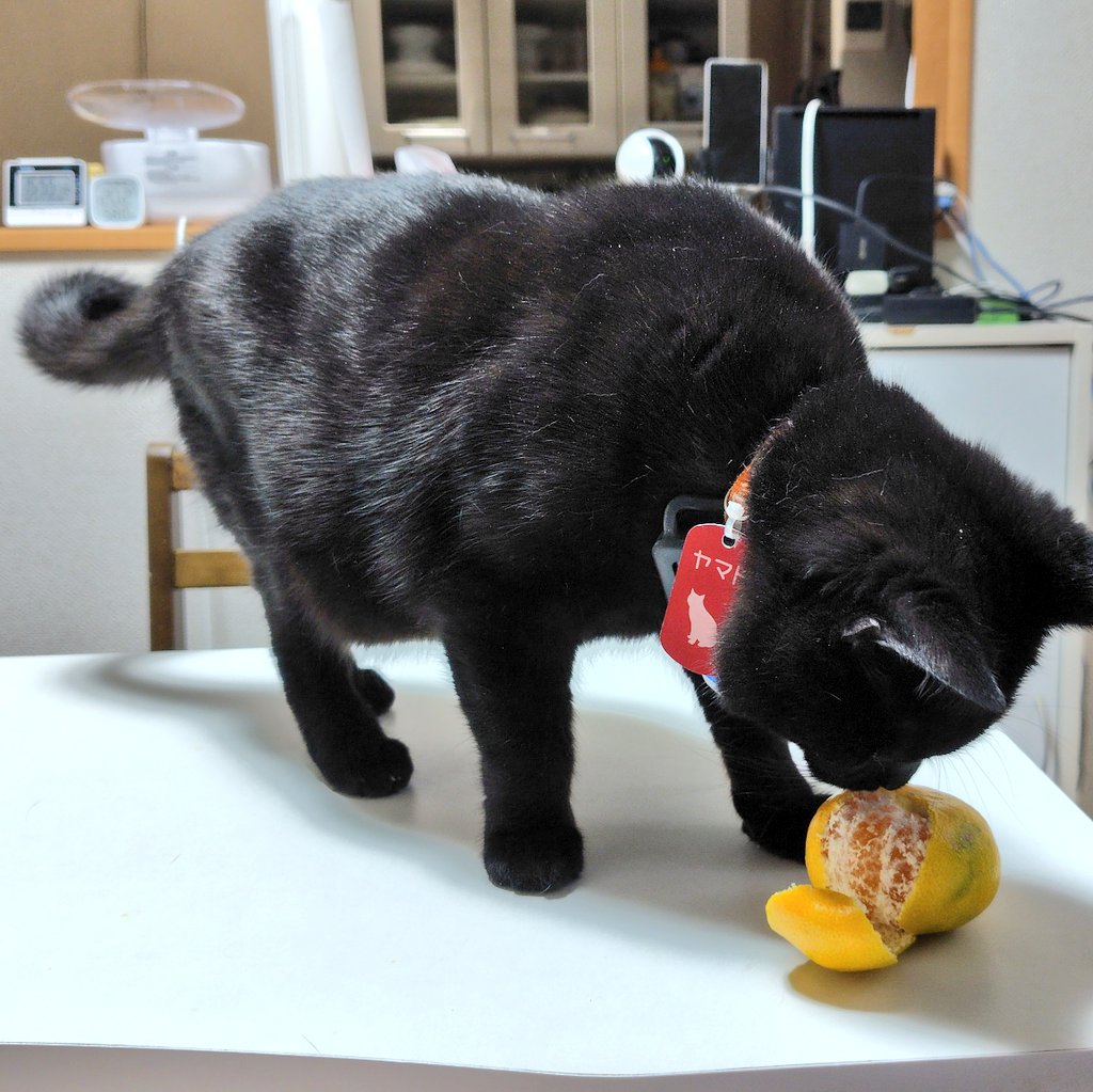 にゃんちびでございます♪^ ^ mofusand にゃんこのちびころぬいぐるみ(みずいろうさにゃん