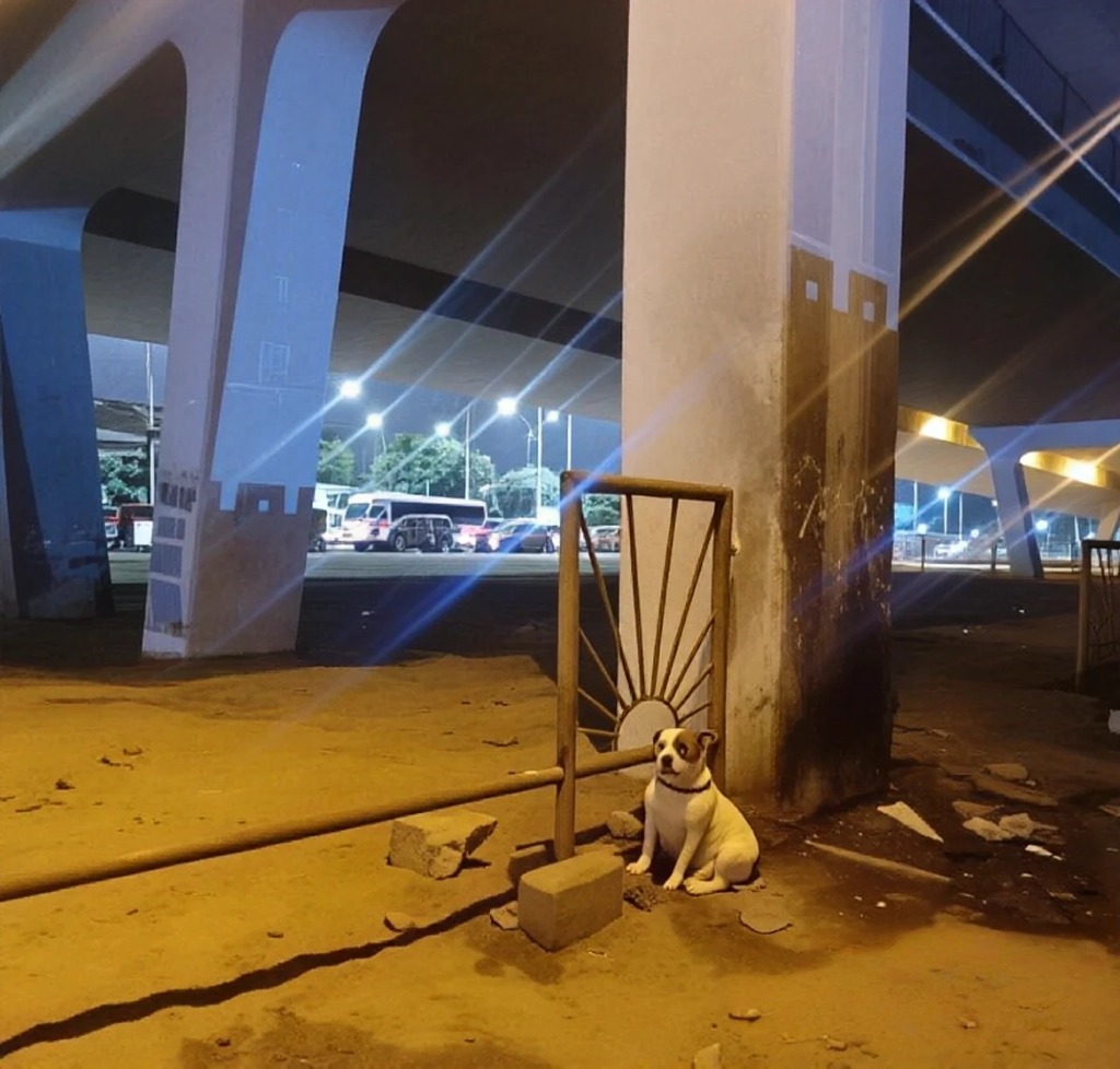 #URGENTE Reportan perrita abandonada y amarrada entre la Av. Universitaria y Av. Venezuela, Lima, al costado de la Universidad Mayor de San Marcos. Por favor algún rescatista de la zona que pueda ayudarla.  Más información: tiktok.com/@amo.los.anima…