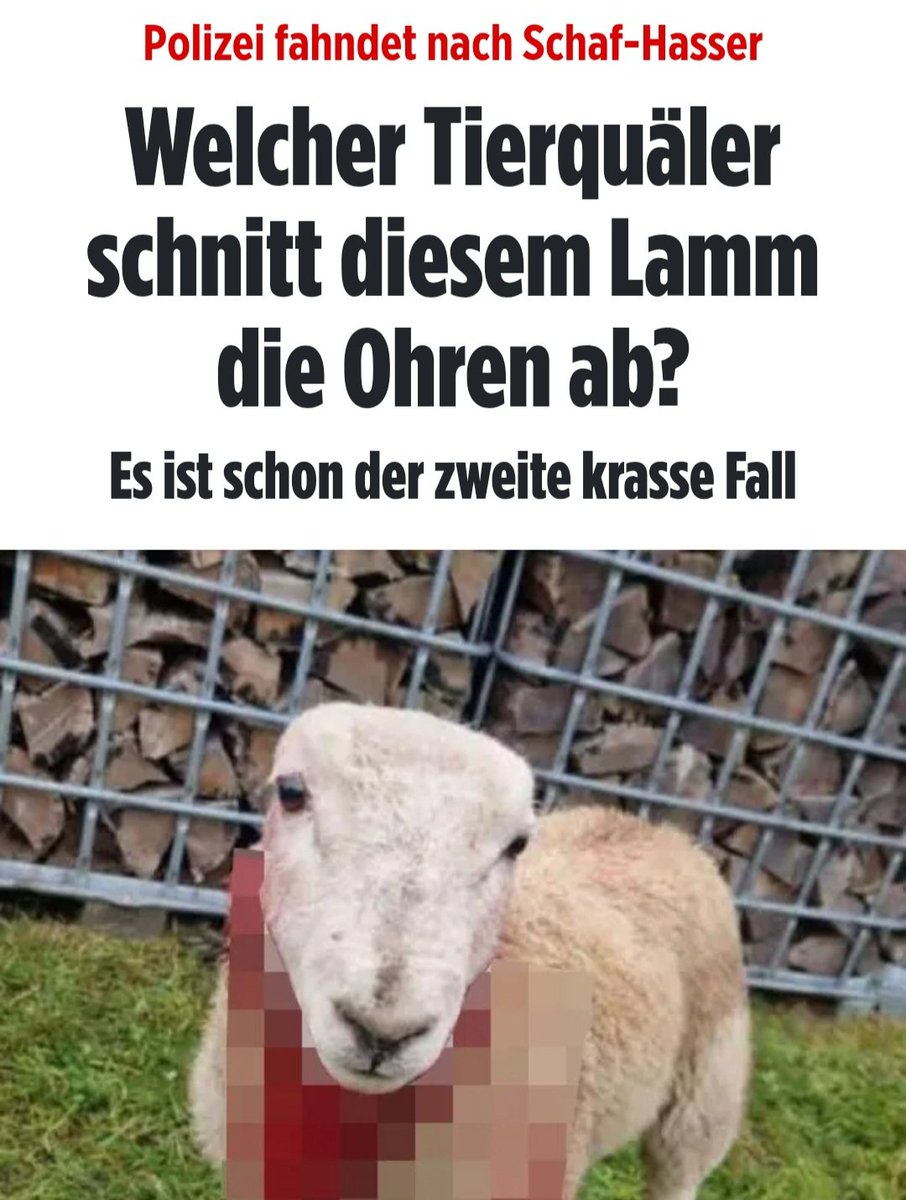 zukunft37's tweet image. Herrgottszeiten, was laufen für kranke Gestalten im Land herum!
Wer macht sowas, wer schneidet einem Schaf beide Ohren ab?
Wie pervers geisteskrank kann man eigentlich noch sein?
Da steht man ungläubig und fassungslos davor! 🤦🏻‍♂️🤬
