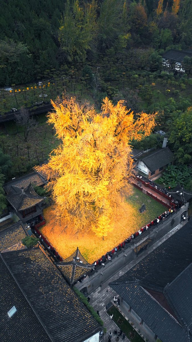 莲乡小朵🇨🇳（互fo） tweet media