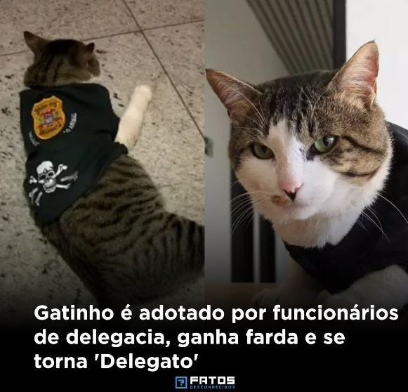 perfil dedicado a gatinhos e peitos tweet media
