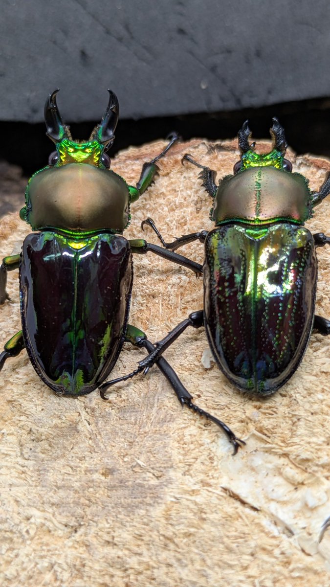 megayasu (@CannaBlossom) / Posts / X