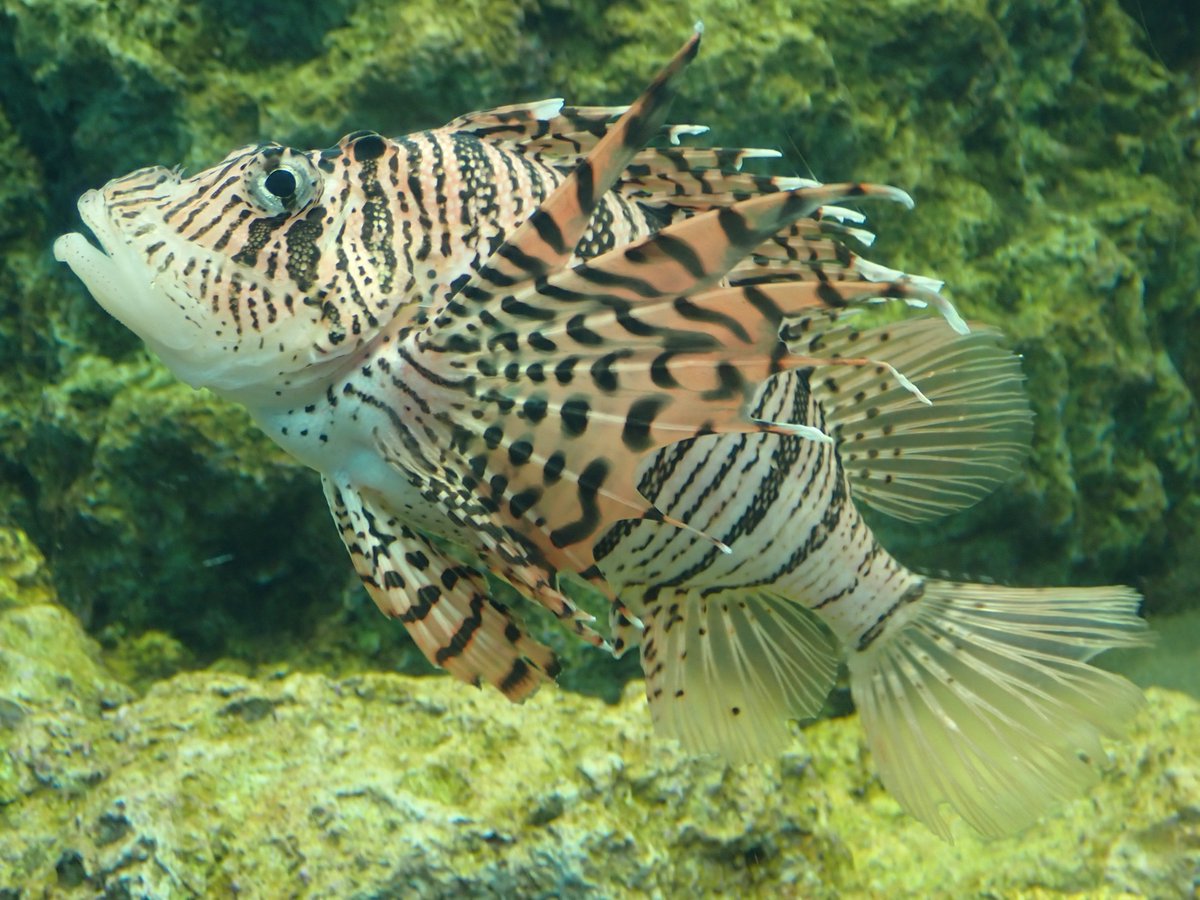 おはようございます🐟 #ミノカサゴ の様子をお届けします。 [伊豆七島