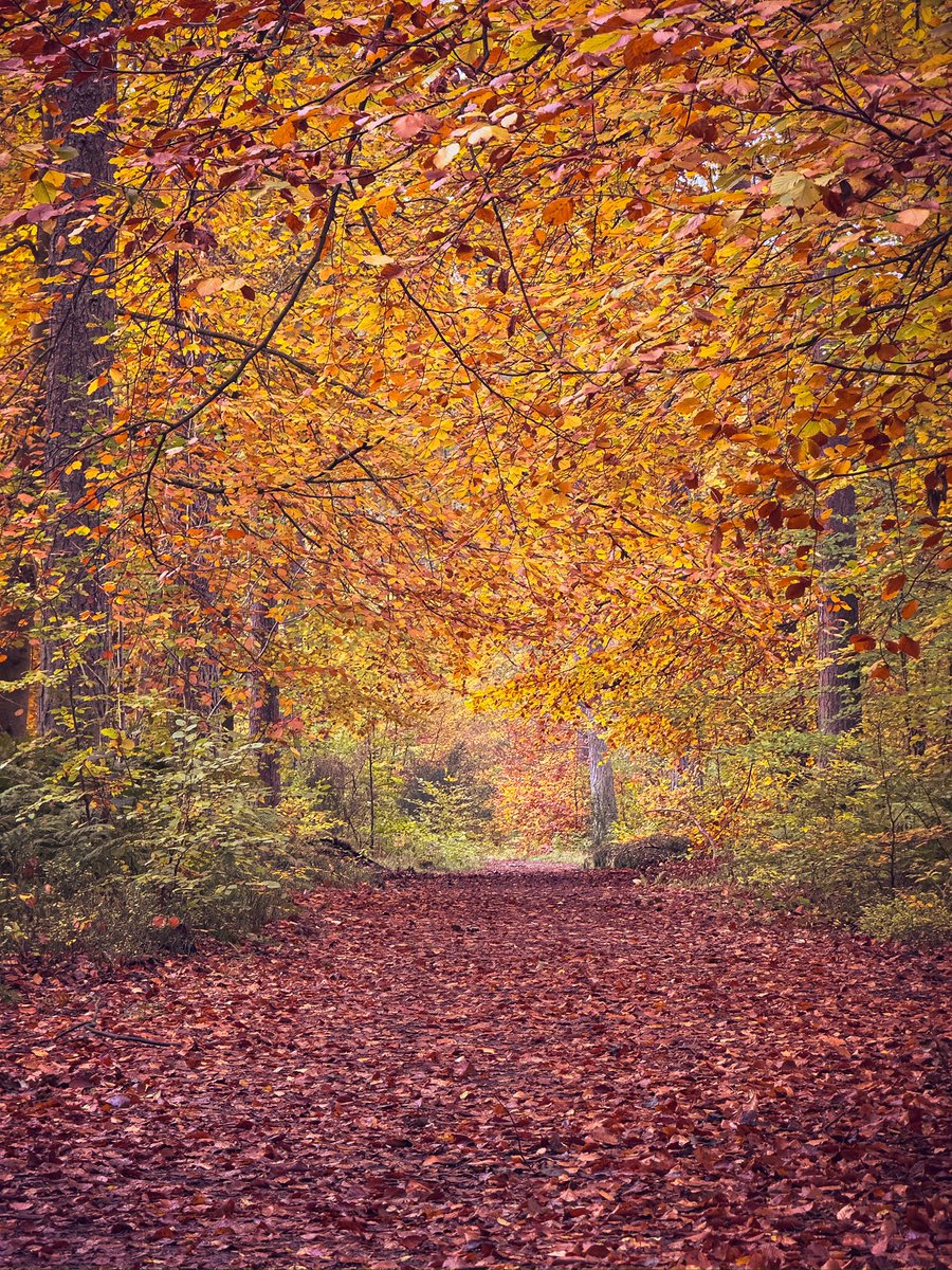 A walk with the dogs around Heatherhall Woods near Ladybank yesterday.  Autumn 🍂 in full flow.
