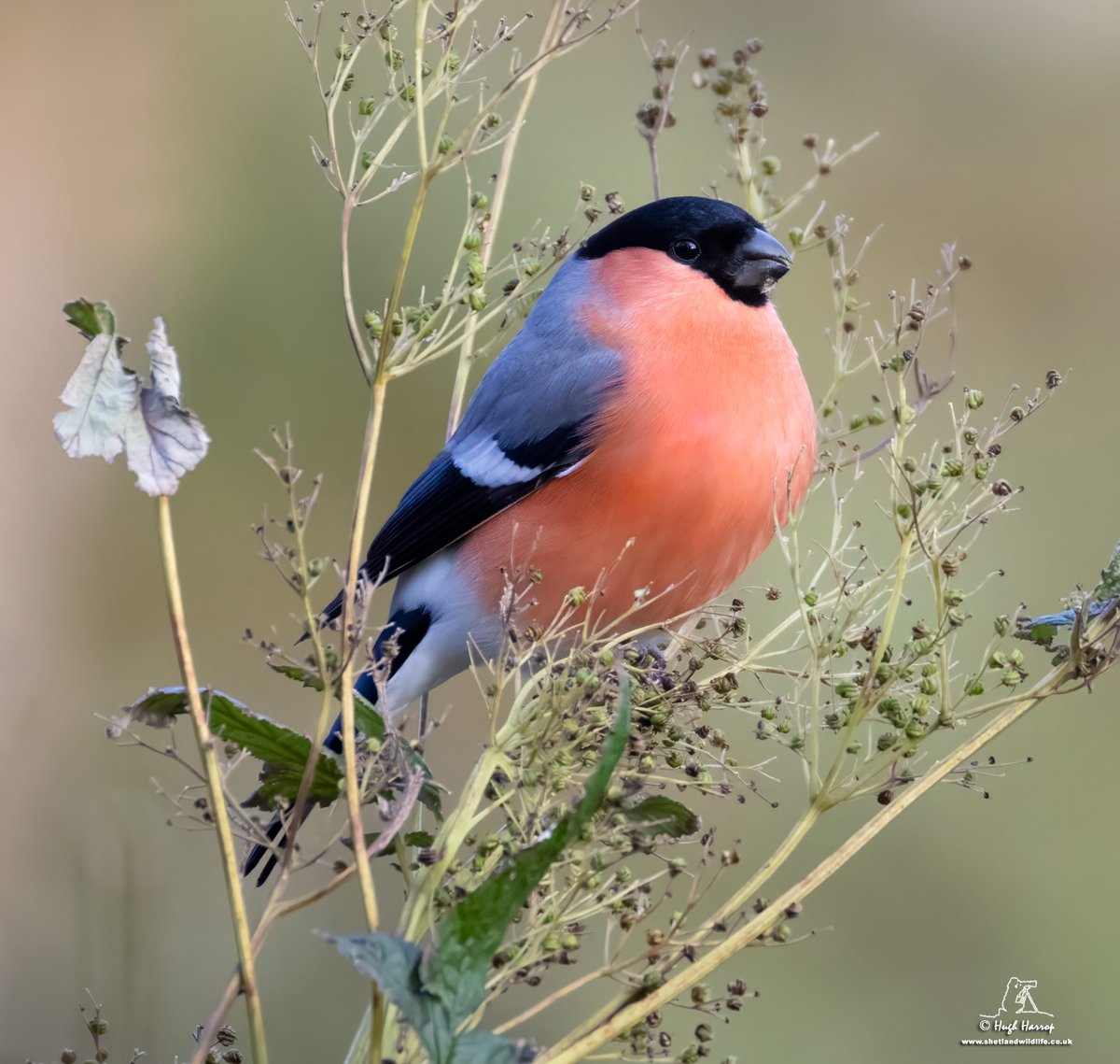 HughHarrop's tweet photo. Male Northern Bullfinch illuminating Lerwick, Shetland yesterday. Lovely views of at least six of these gorgeous Scandinavian migrants. https://t.co/Ts3NIpMt3C