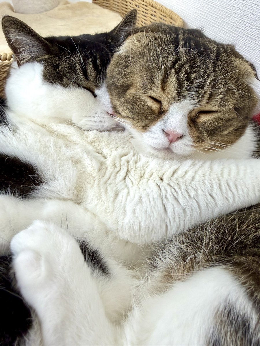 スコスコぽこ太郎&うま次郎 (@PocoUma) / Posts / X