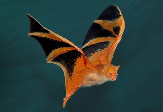 Kerivoula picta, the painted bat, looks like a figment of Halloween's imagination, but is real. Very sadly they're endangered, but the fact they exist is a pretty magical thing to think about today: batcon.org/bat/kerivoula-…