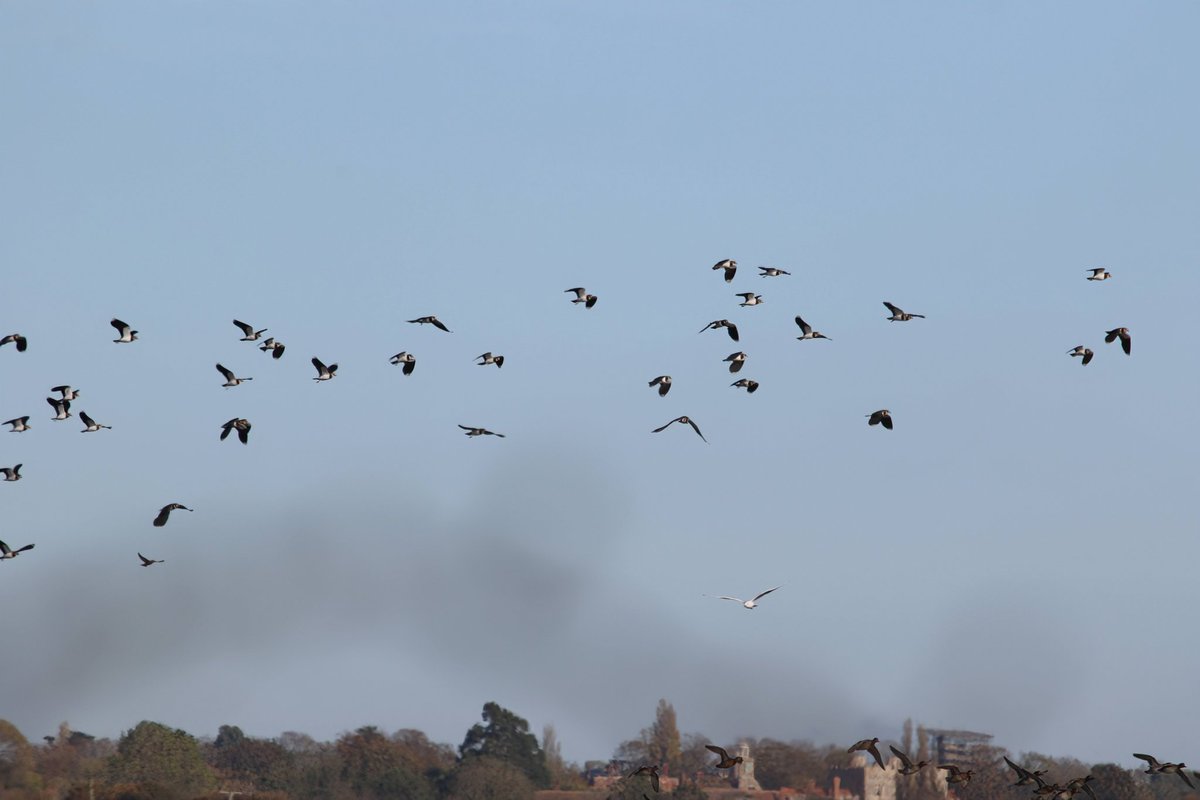 martgathercole's tweet photo. For #FlyawayFriday Marsh Harrier at Colne Point causing mayhem amongst the waders and Wildfowl 🦅🦆😉 https://t.co/0il5atGdED