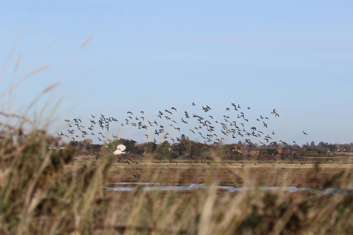 martgathercole's tweet photo. For #FlyawayFriday Marsh Harrier at Colne Point causing mayhem amongst the waders and Wildfowl 🦅🦆😉 https://t.co/0il5atGdED