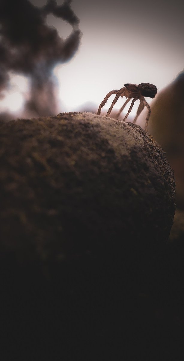 Ending spiderween with my favorite image-- a tiny spider who was trying to look fierce in front of a ladybug (off-camera) while perched on a tombstone 🪦🥰🖤🕷️
#spookymonth #spiders