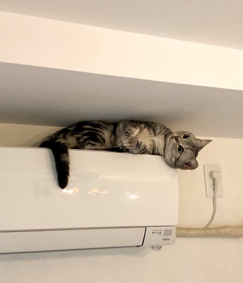 エアコンの上でお化けのポーズしてる🤭