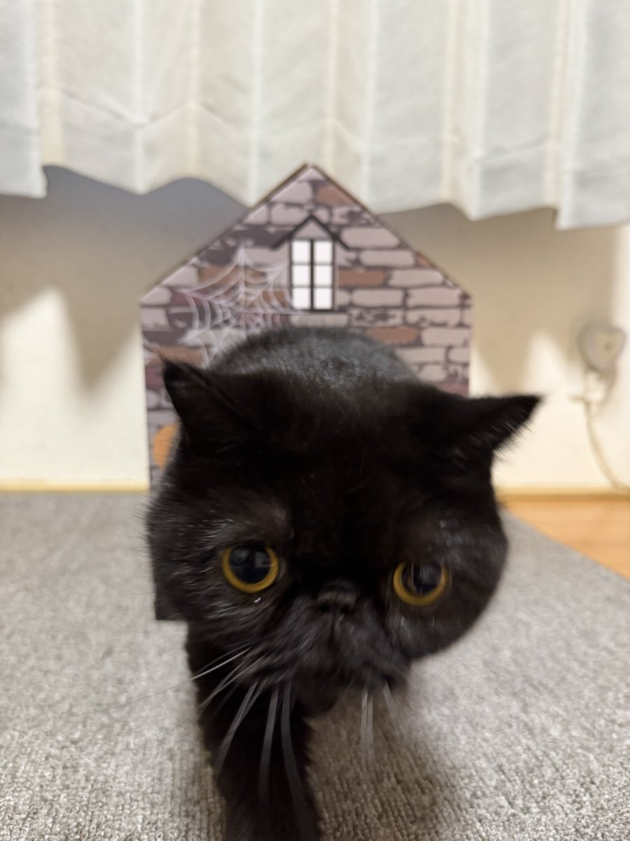 しぃちゃん (@shi_chan347) / Posts / X