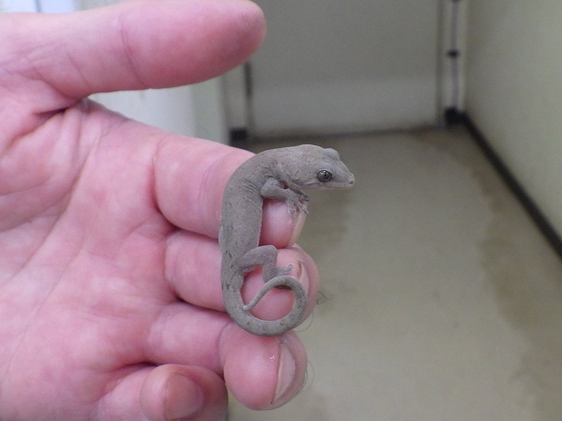 事務所内の手洗い場にちっちゃな赤ちゃんヤモリがいました！
ぷにぷにの体に丸い指先、くりくりのお目めがキュートです💕
夜行性なので昼は動きがゆっくりで、おとなしく手乗りさせてくれました。
屋内の小さい害虫を食べてくれる「家守＝ヤモリ」が名の由来だそうですよ。