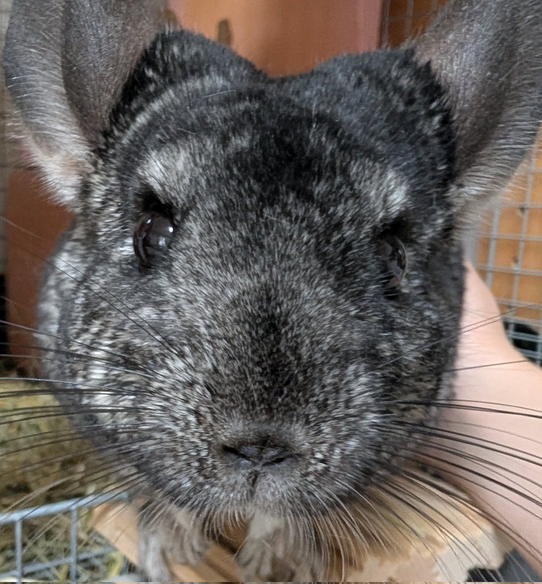 うにと弱音とベビ tweet media