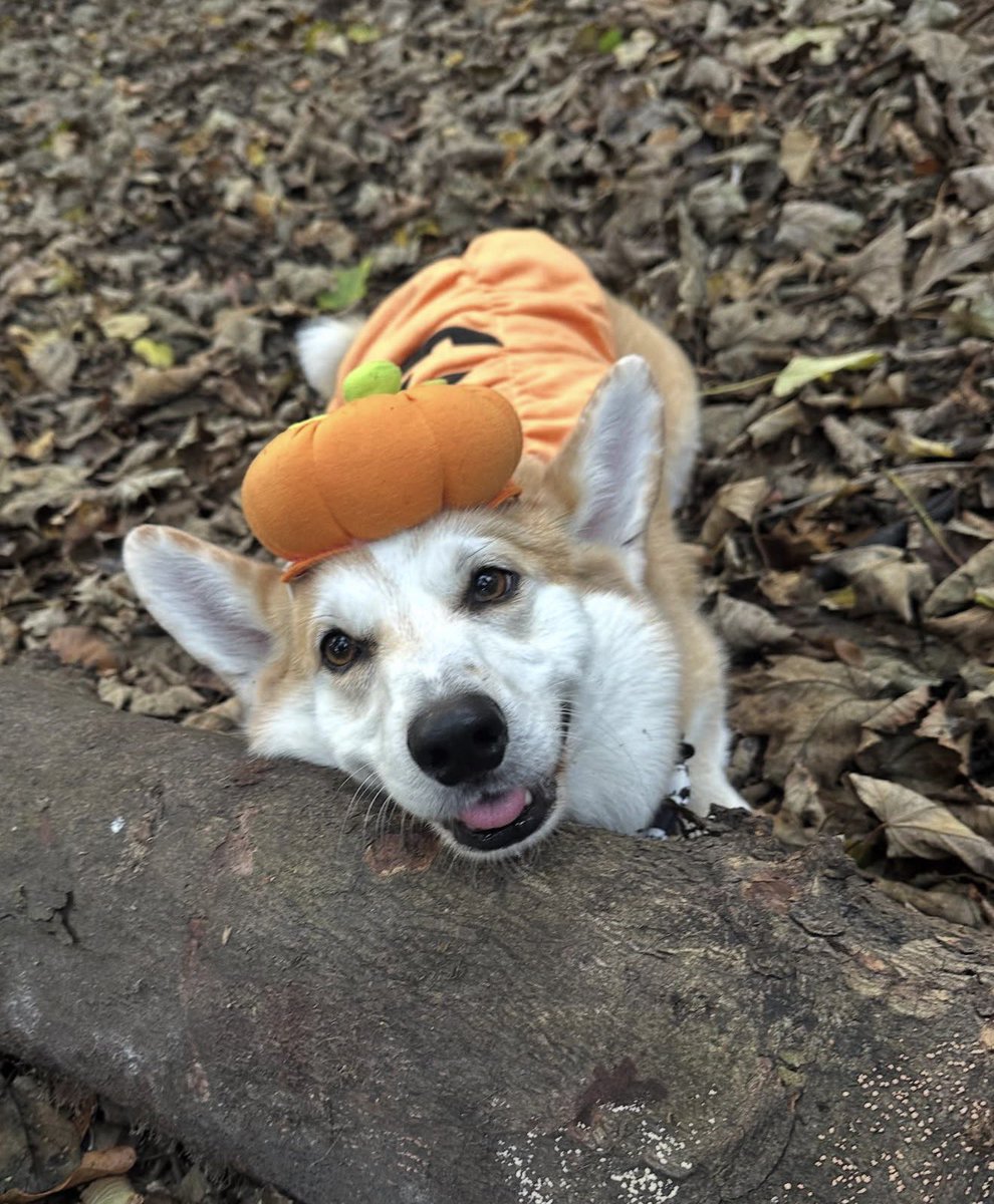Happy Halloween from me and my wee pumpkin! 🎃