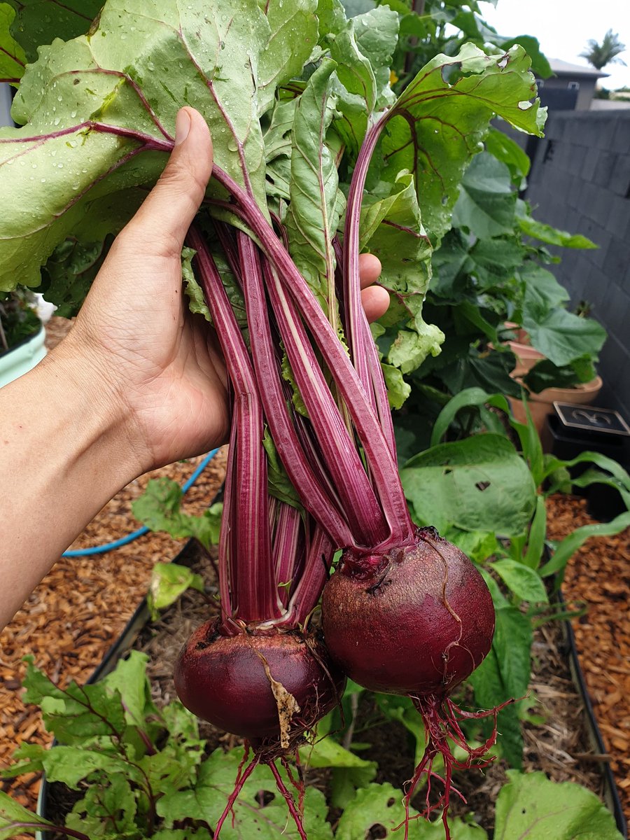 この夏初きゅうり収穫🥒lebaneseだと思って植えたらChinese cucumber!? ビートルートも元気に成長😍Alabama red okraはどこでもたくましく育つ！ #家庭菜園 #自給自足 めざす