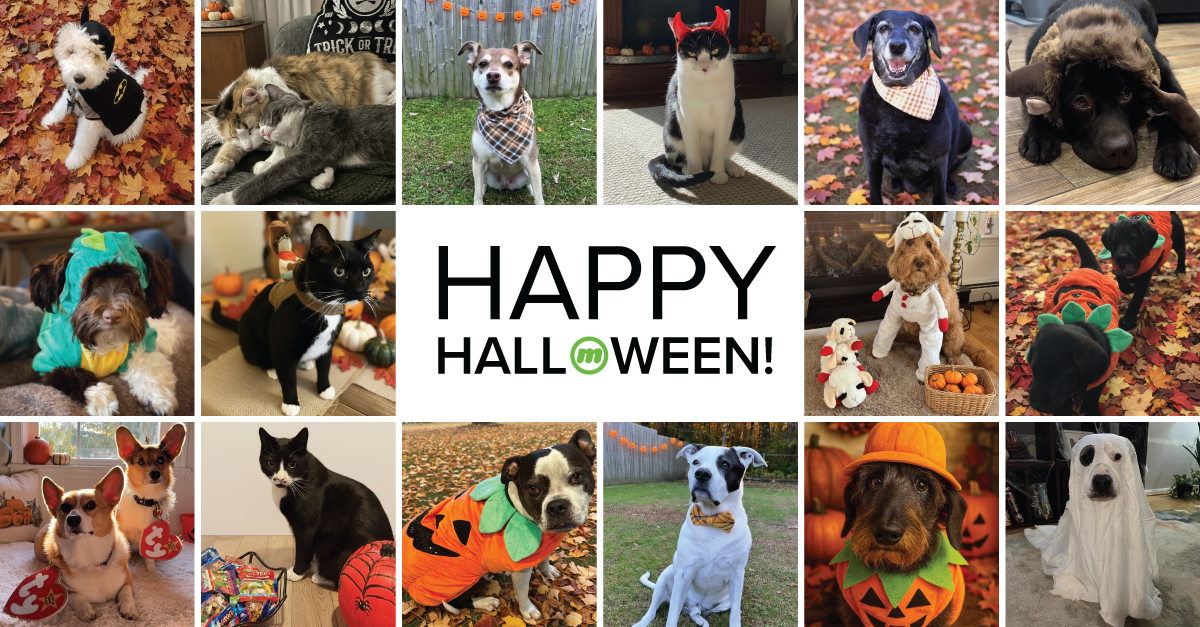 Celebrating Halloween with the pets of our McCue team! 🎃 Thank you to our coworkers for sharing their furry family members who bring so much joy—wishing everyone a safe and happy Halloween! #McCue #Halloween
