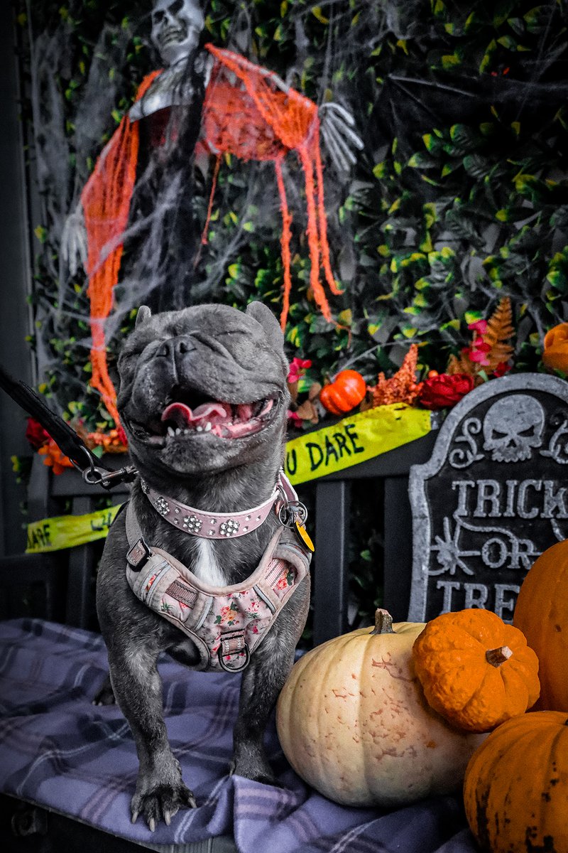 DT_Leeds's tweet photo. Bernie wants to wish you all a very Yappy Howl-o-Ween!
🎃👻🎃🐶🎃👻🎃

Meet her here 👉 https://t.co/IN5OWh4Ala

#Halloween #HalloweenDog #DogsOfHalloween #FrenchBulldog #Frenchie #RescueDog #AdoptDontShop #Leeds #FrenchieOfTheDay @DogsTrust https://t.co/7DoNViwQUL