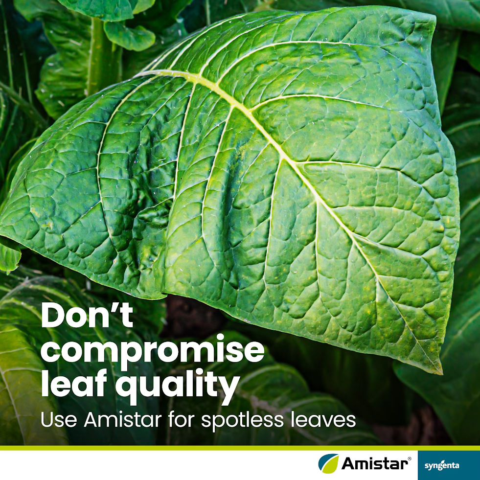 SyngentaZambia's tweet image. Cercospora leaf spot can ruin your tobacco leaves and cut your profits 🍂​

With Amistar®, protect your crop from disease and keep your leaves clean, green, and high quality for the market. Strong protection, better returns. ​

#Amistar #TobaccoProtection #SyngentaZambia