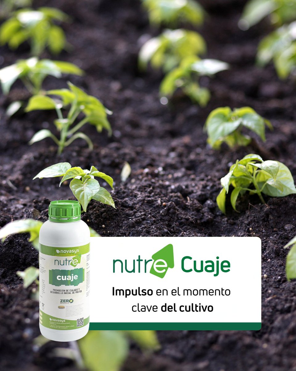 Con Nutre Cuaje, aseguras un cuajado eficaz gracias a su formulación con:

🔹 Boro + Molibdeno 👉 esenciales para la fecundación y el desarrollo del fruto.
🔹 Aminoácidos (incluido triptófano) 👉 que estimulan el crecimiento y mejoran la calidad final de la producción.