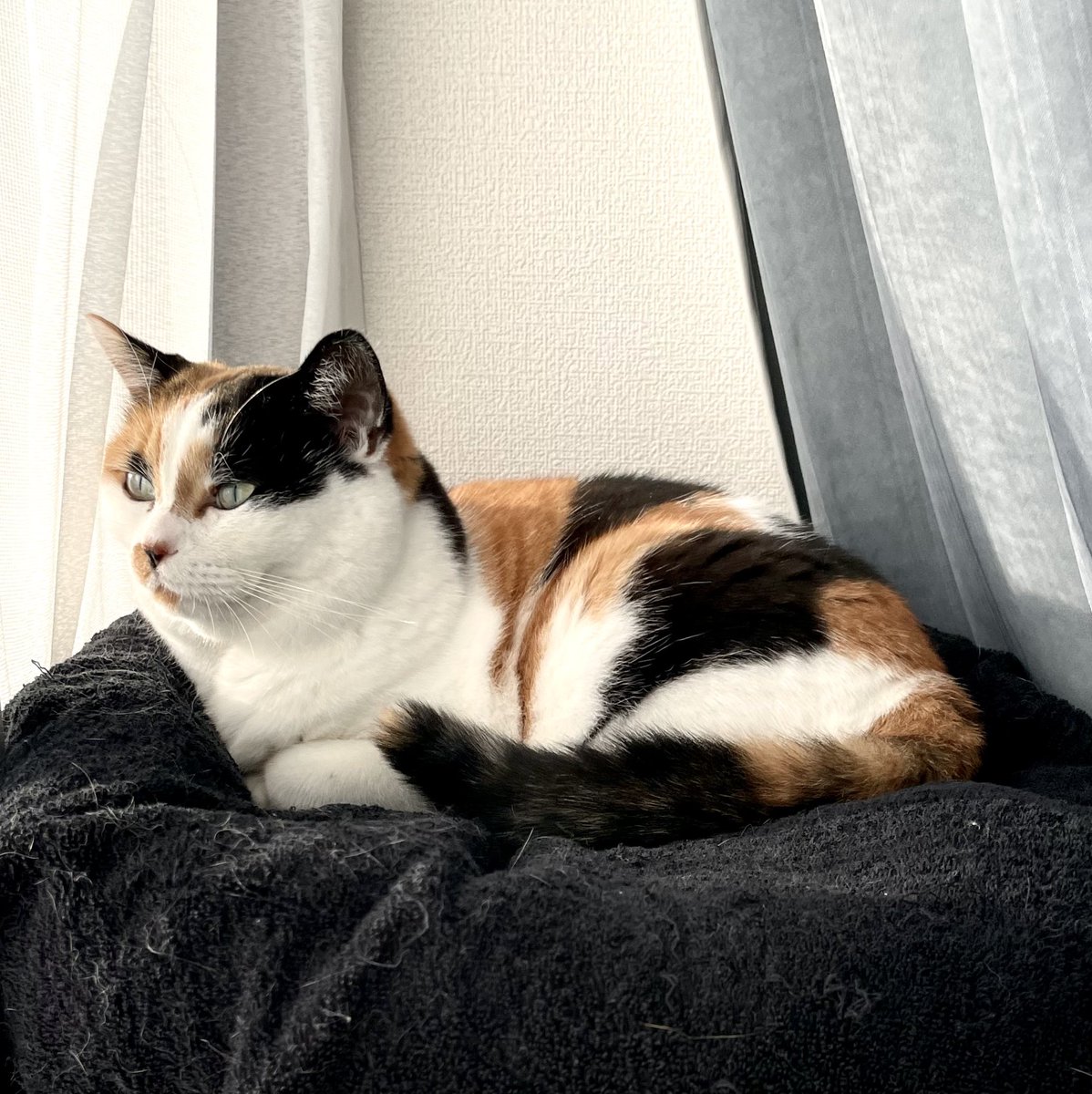 ペコ　おまとめ iPhone 16e ケース ハード アイフォン16e アイホン16e カバー