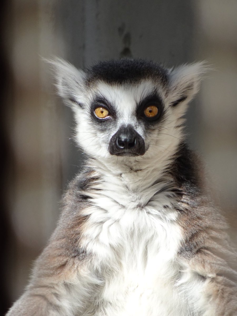 灰色の狐猿 ワオキツネザル | 熱帯の森 | 高知県立のいち動物公園 公式