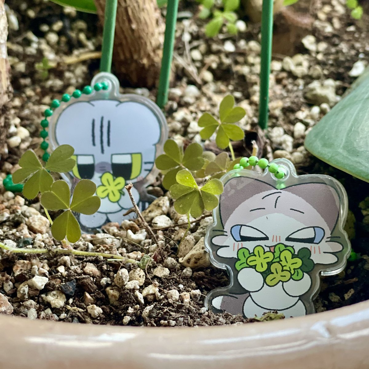 vere_dding's tweet image. 집사를 위해 심었어!
🍀🍀☘️☘️🍀🍀☘️☘️🍀🍀☘️☘️🍀
모든 집사님들의 행복과 행운을 바라며작은 행운들을 나눠봅니다
#RT추첨 10명에게 네잎클로버와 베레 혹은 딩딩이키링(택1)을 선물로 드려요

당발은 일요일 저녁 혹은 월요일에 진행 후 준등기로 보내드립니다