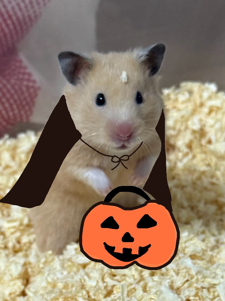 Cv3Fp's tweet image. ☆+｡trick or treat｡+☆