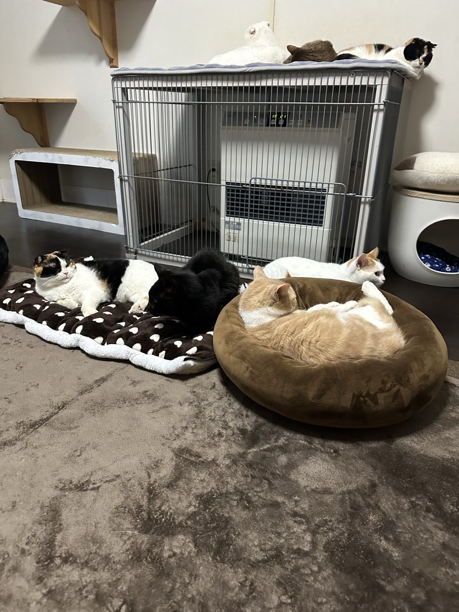 とこらページ シコラズ・ケイジ on X