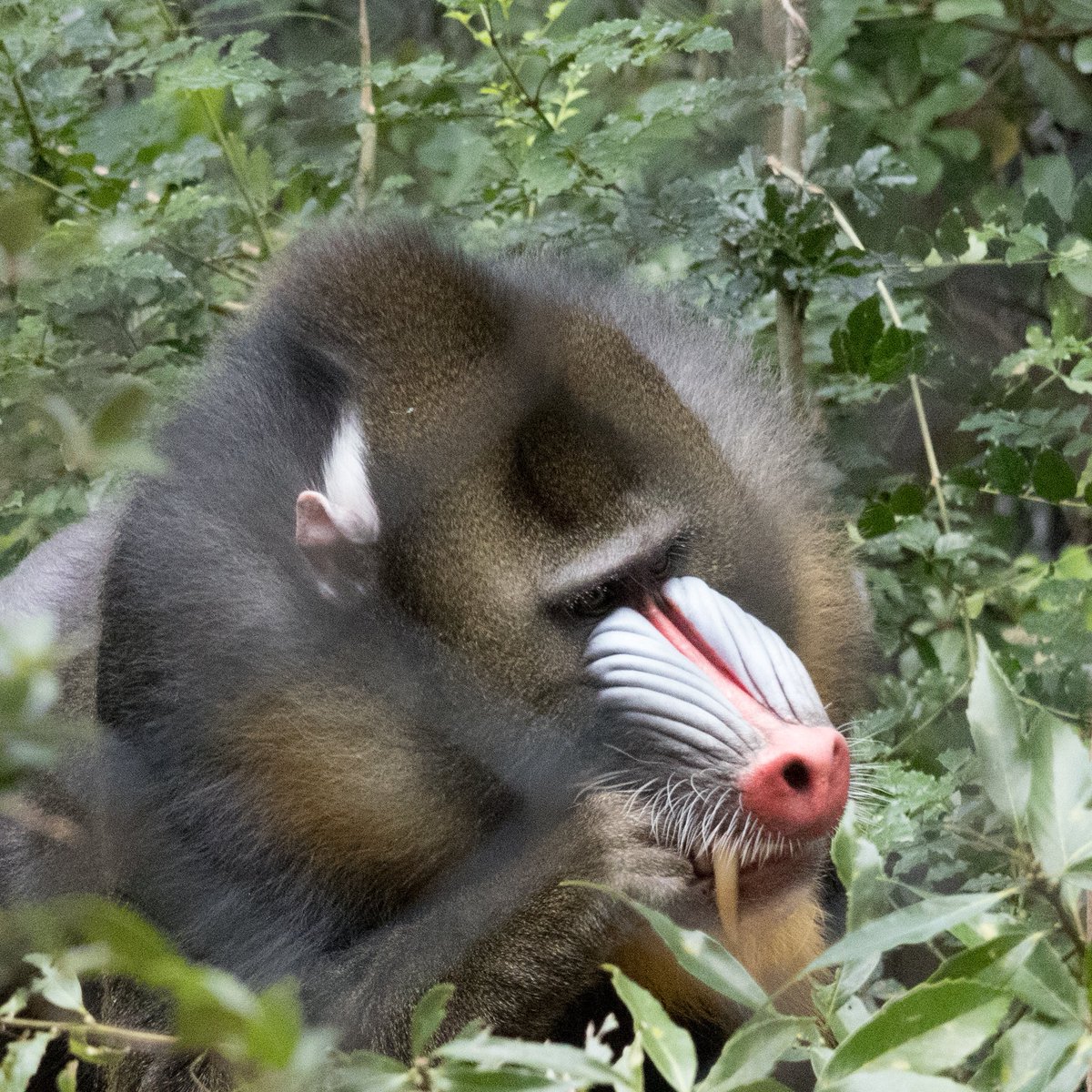 rurinori_sky's tweet image. 午後の展示はニモくんとリオちゃん。

ニモくんはお父さんのマンタロウさんと同じくらい大きなオスに成長。
ちらっと見える犬歯も立派です。(1枚目)

リオちゃんは午前中はマンタロウ・ココ組とも同居していました。

2025/10/30
#到津の森公園
#マンドリル