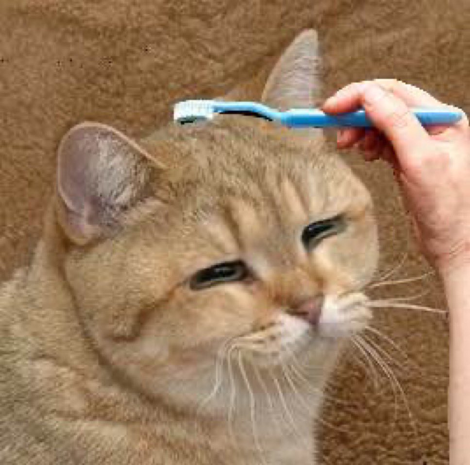 Did you know that the $Starecat, also known as Graficscat is an OG meme from 2010, older than even $Doge and $Pepe? This russian shorthair cat has been a beloved character on 4chan. Let's dive into her story.…🧵