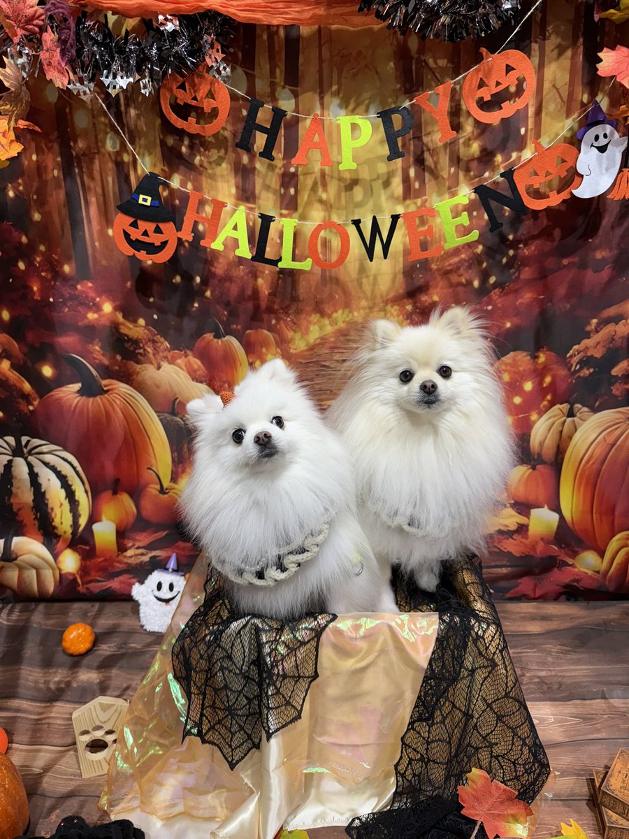 ポメラニアン ししまる らんまる (@shishimaru440_C) / Posts / X