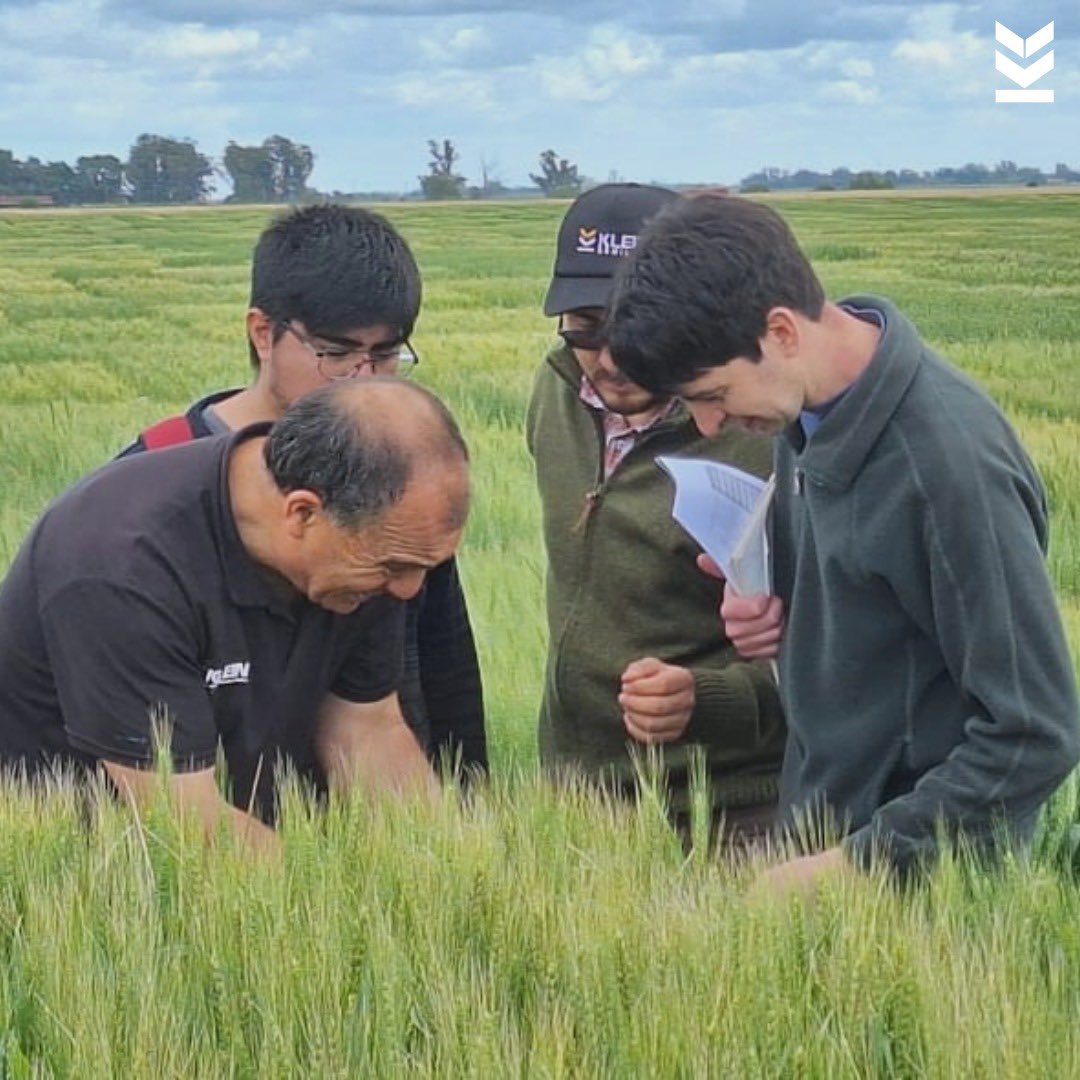 Klein Semillas tweet media