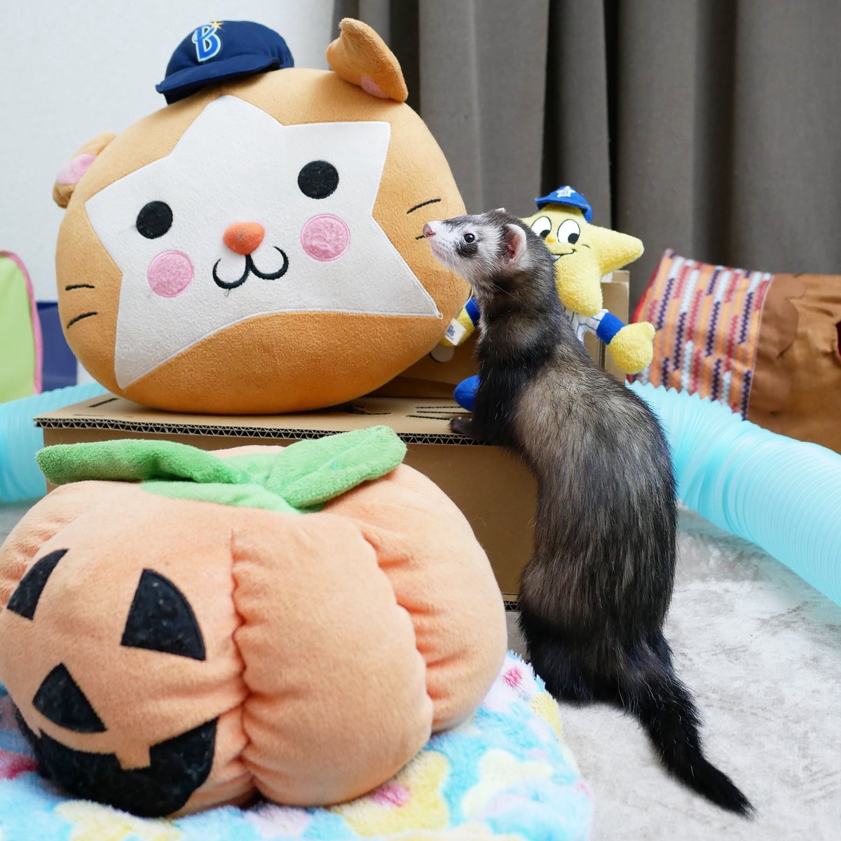 アッキー様 あっきー様ʢ☘︎-·̮•̯ʡʢ•̯·̫-☀︎ʡ on X