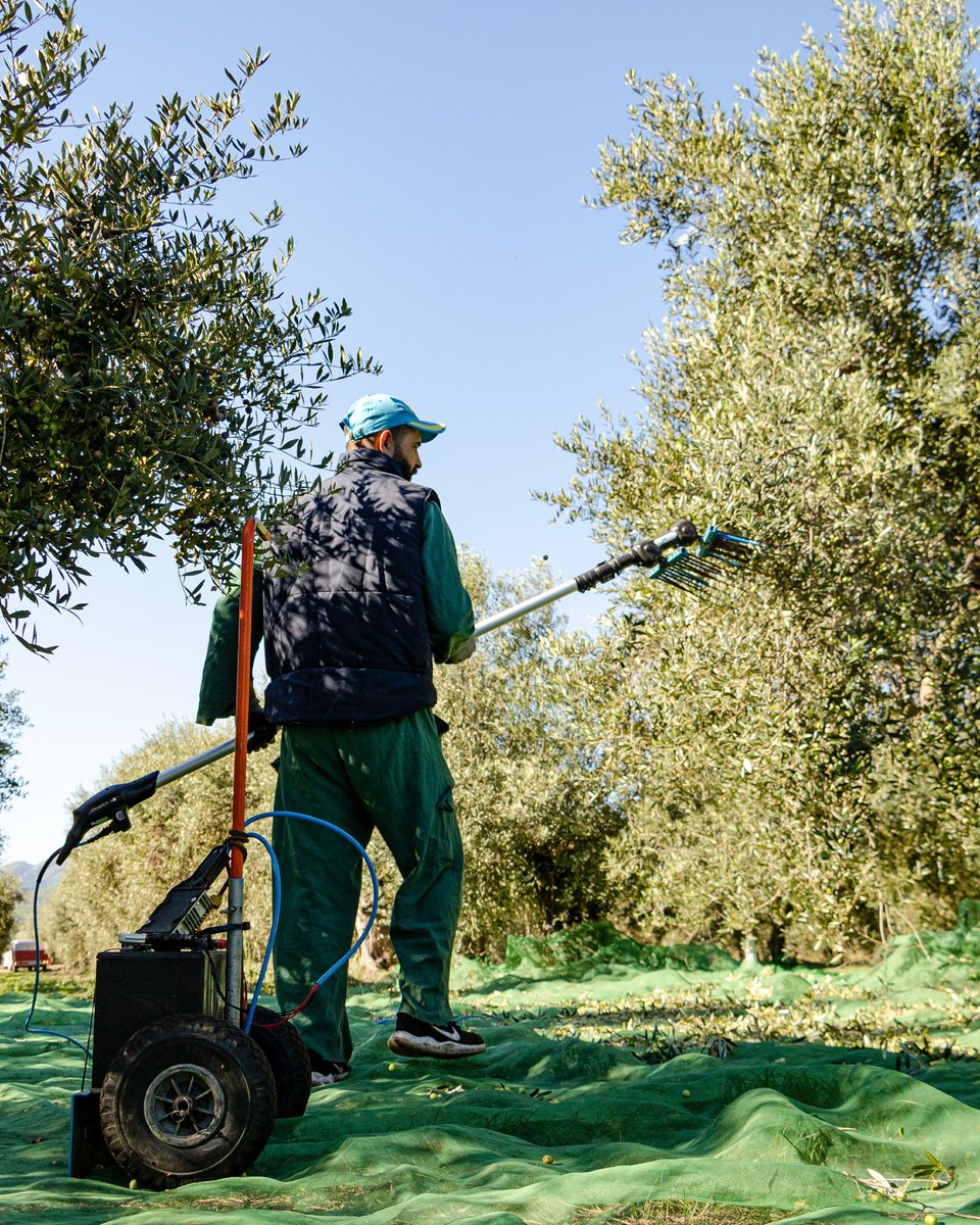 Estem en plena collita a Olis Solé! 🌿

Els camps ens continuen regalant el seu millor fruit, fresc i viu, carregat de sabor i aroma. Cada gest de la natura i de la mà humana ens apropa a un oli verge extra autèntic, ple de vitalitat i tradició. 💛