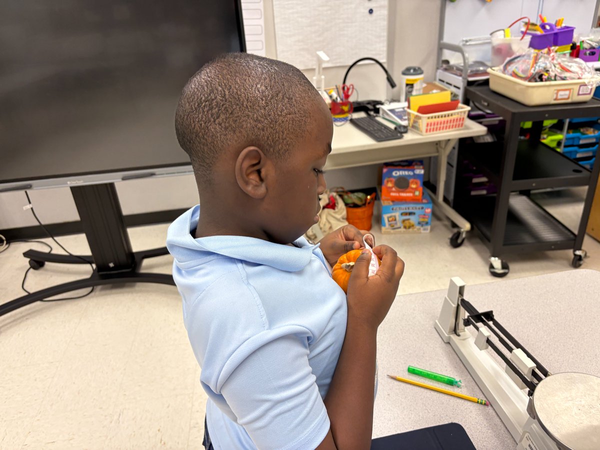 HicksLibrary's tweet image. Measuring the physical properties of mini-pumpkins - collaboration with our science department. Can you tell which pumpkin is yours? How can you prove it? @Alief_AdvAcad @HicksTigers @AliefScience