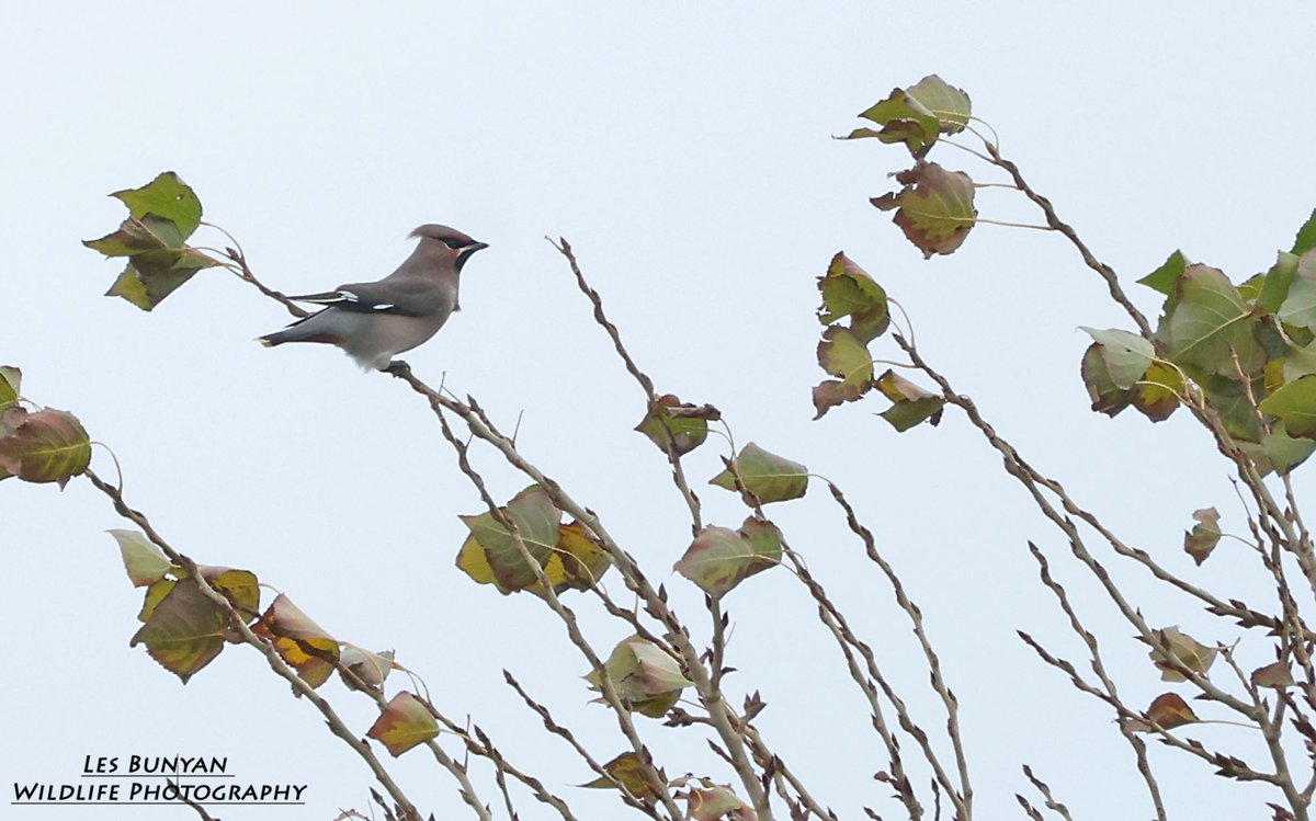 acorncarver's tweet image. 2 brief veiws of the single Waxwing on Broadwater Road Holme this morning, distant but any day with a waxwing is a good day! @WaxwingsUK @BirdGuides @Natures_Voice
