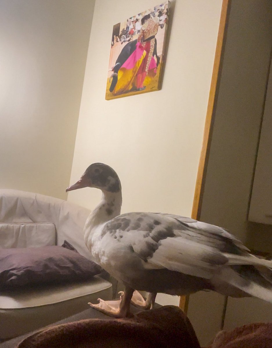 José Ramón y Morante