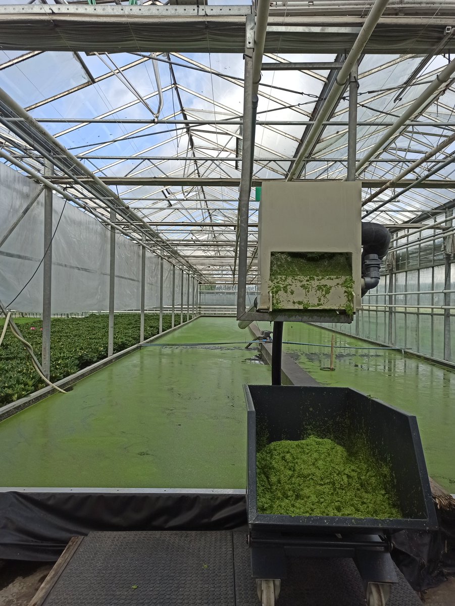 Last week we attended European Duckweed Network Workshop "From pond to plate-advancing water lentils as novel food" in Ghent,Belgium. Presentations, posters and field trip to a pilot facility made for a very interesting #duckweed day. #DuckFeedProject
thecharmofduckweed.org/edn-workshop