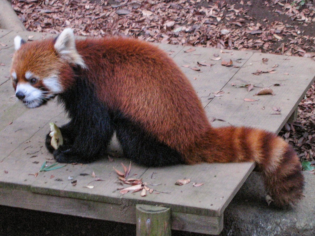 おさかなさん on X