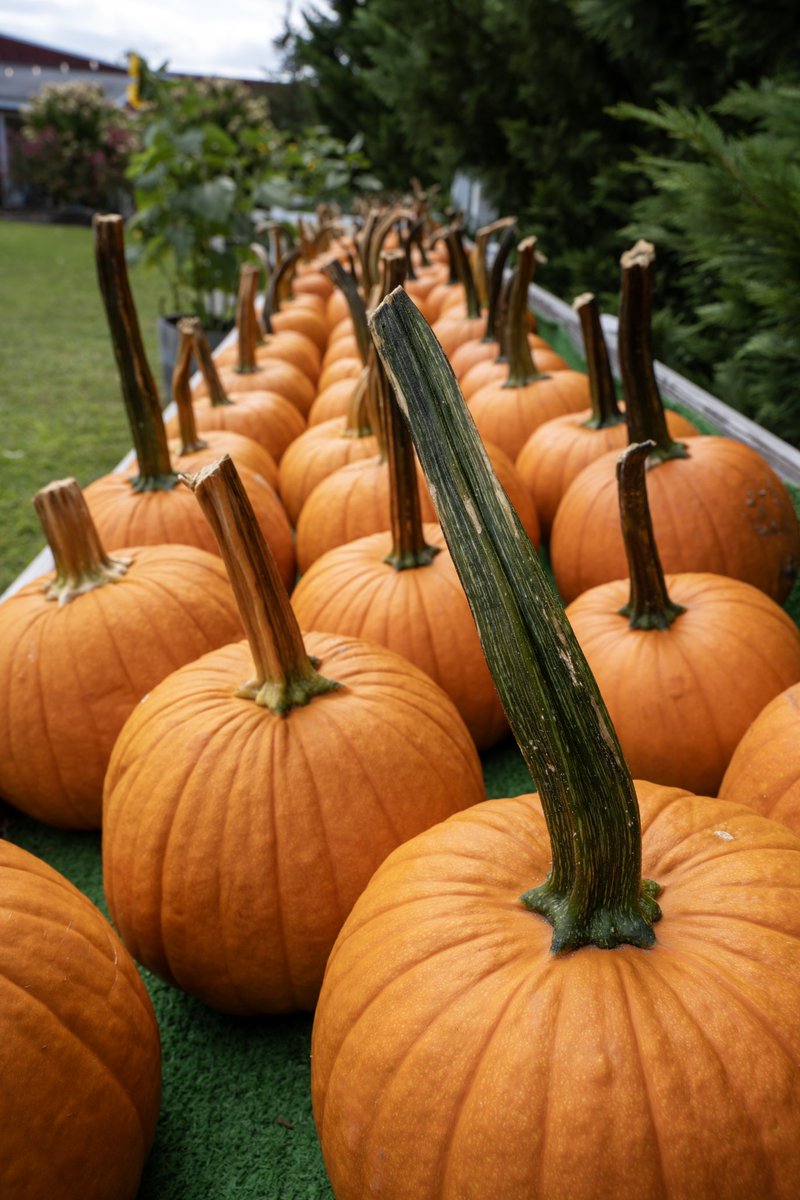 nj_pinelands's tweet image. Happy Halloween in the New Jersey Pinelands! Wishing all a safe, spooktacular day. Stay ahead of the carve, and let the gourd times roll 🎃 ...

📷: Paul Leakan, Pinelands Commission Communications Officer 

#pumpkins #pumpkin #halloween