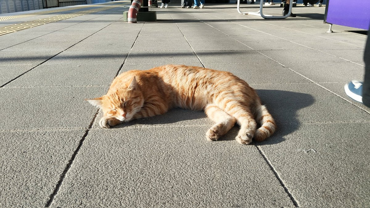 Osman S Borutecene tweet media